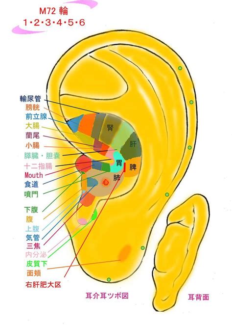 耳珠位置|耳ツボ図解